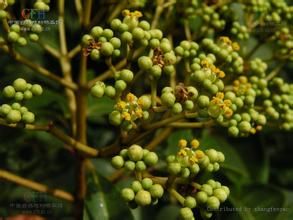 雲南吳萸 雲南吳萸