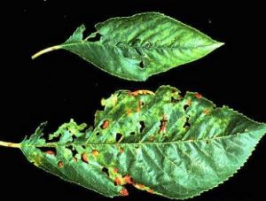 荷蘭榆樹病 荷蘭榆樹病