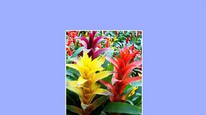 紅心赬鳳梨 紅心赬鳳梨