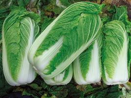 櫻夏[白菜的品種之一]