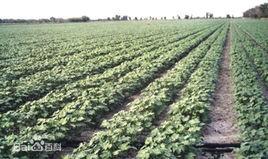 石橋鄉[新疆維吾爾自治區烏蘇市石橋鄉]