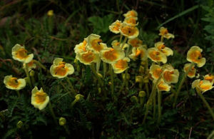 等凹三色馬先蒿 等凹三色馬先蒿