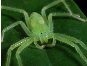 綠色小眼高腳蛛 綠色小眼高腳蛛