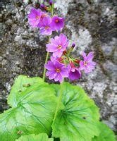 心葉報春 心葉報春