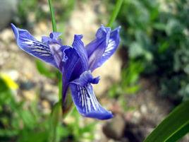 細葉鳶尾 細葉鳶尾