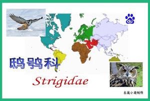 鴟鴞科 鴟鴞科