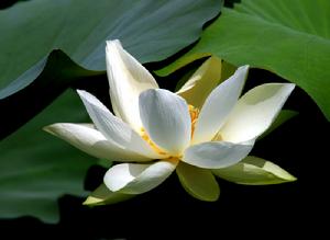 白蓮