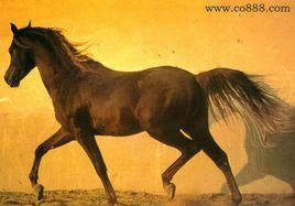 紫騮馬[盧照鄰詩作]