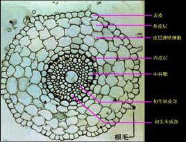原生木質部 原生木質部