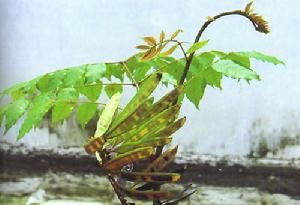 鏈莢木屬 鏈莢木屬