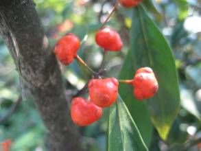 腰骨藤屬 腰骨藤屬