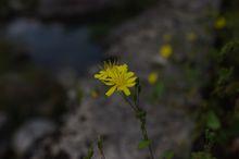 大北山國家森林公園