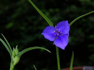 紫露草 紫露草