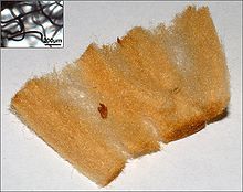 一支抽完的煙的過濾嘴的材料