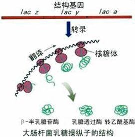 乳糖操縱子 乳糖操縱子