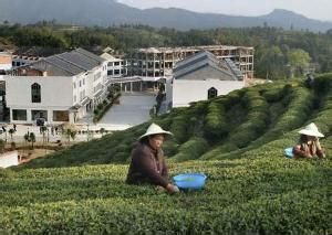 八畝後村 八畝後村