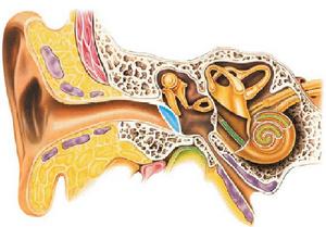 （圖）研究識別
