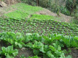 石龍坡村 石龍坡村