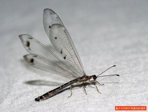 白雲蟻蛉 白雲蟻蛉