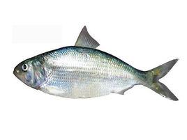 鰣魚[輻鰭魚綱動物]