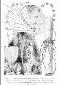 金平龍竹 金平龍竹