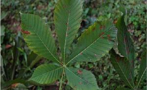 日本七葉樹 日本七葉樹