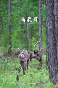 馬鹿茸 馬鹿茸