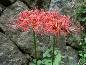 布羅地石蒜 布羅地石蒜