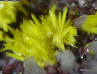 鋇磷鈾礦 鋇磷鈾礦