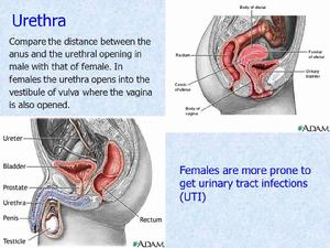 男性尿道分部 男性尿道分部