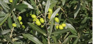 球果木犀欖 球果木犀欖