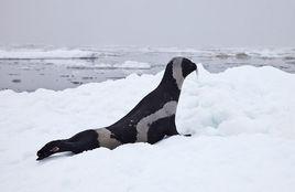 帶紋海豹 帶紋海豹