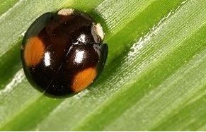 變異，斑型同上圖。(體長4mm)