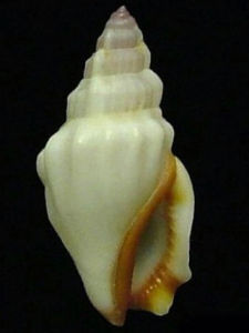 梯鳳凰螺 梯鳳凰螺