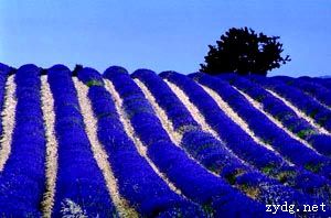 羅訥·阿爾卑斯