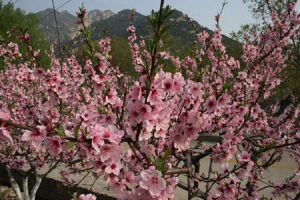 三皇山桃花峪旅遊區