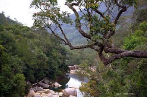 尖峰嶺熱帶雨林