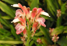 山姜[姜科山姜屬植物]