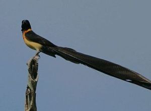 北維達鳥 北維達鳥