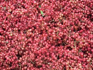 越西貢椒 越西貢椒