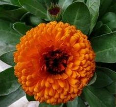 金盞菊細菌性芽枯病 金盞菊細菌性芽枯病