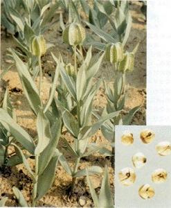 伊貝母—托里貝母