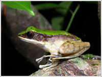 合江臭蛙 合江臭蛙