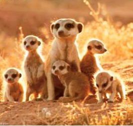 蒙哥一家的故事