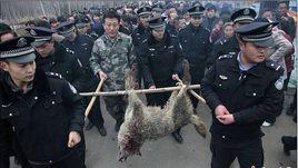 山東棗莊狼傷人事件 山東棗莊狼傷人事件