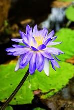 劍葉美冠蘭 劍葉美冠蘭