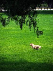 紅谷灘濕地公園 紅谷灘濕地公園