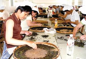 圖4 大新苦丁茶加工