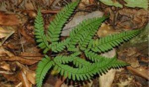 多羽耳蕨