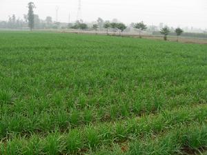 龍王貢韭種植基地